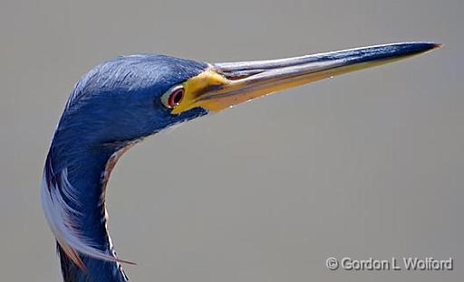 Tricolored Heron Head_43161.jpg - Tricolored Heron (Egretta tricolor)Photographed along the Gulf coast on Mustang Island in Port Aransas, Texas, USA.